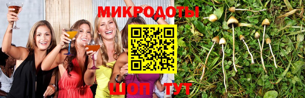Галлюциногенные грибы Psilocybe Светлоград